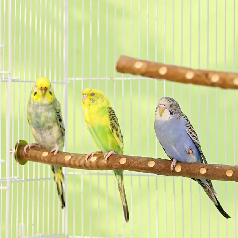 Natural Wood Bird Perch Stand - Branch Fork Perch for Parakeets, Budgies & Cockatiels
